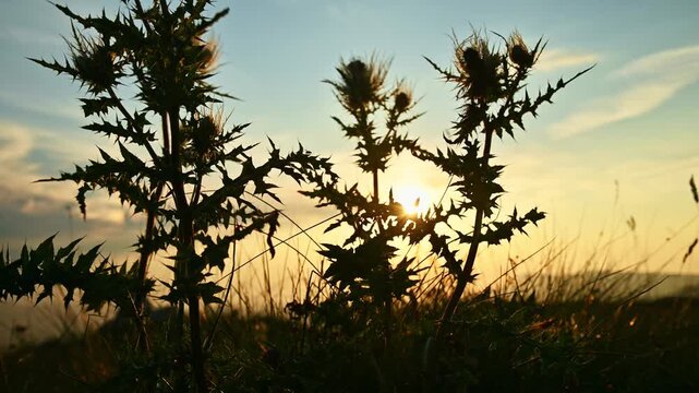 Silhouette of spiky thistle plants in field during twilight