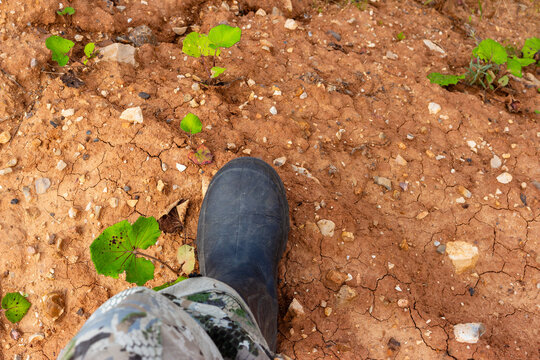 Close-up of a rubber boot stepping on dry cracked clay soil with small green plants sprouting, perspective view of a hiker walking through arid dirt terrain, outdoor survival