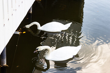 Two graceful white swans swimming near a wooden pier in calm dark water searching for food during a peaceful day in the park with soft natural lighting and ripples © PhotoChur