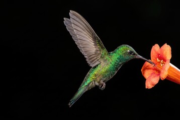 Fototapeta premium Nectar Hummingbird Feeding on Orange Flower