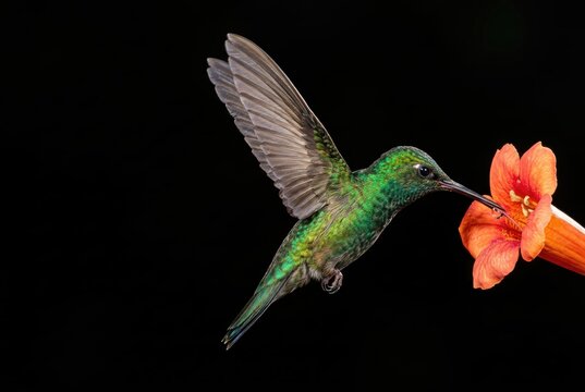 Nectar Hummingbird Feeding on Orange Flower