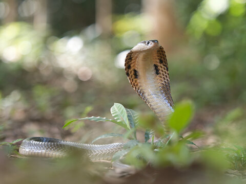 Naja kaouthia or monocled cobra deadly serpent living on a dry leaf in the forestin nature