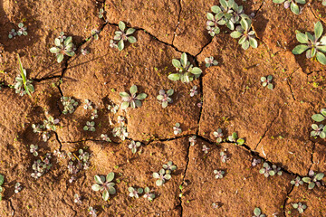 Small green sprouts emerging from parched, cracked earth surface, depicting resilience of nature in arid climate conditions, top down view of textured dry clay soil with tiny plants © PhotoChur