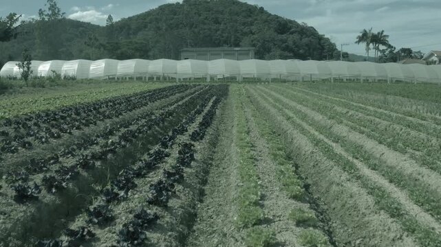 Vista de planta&ccedil;&atilde;o de hortali&ccedil;as e vegetais em estufa agr&iacute;cola"