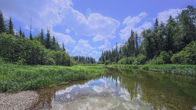 Peaceful River Through a Lush Boreal Forest Under a Blue Summer Sky