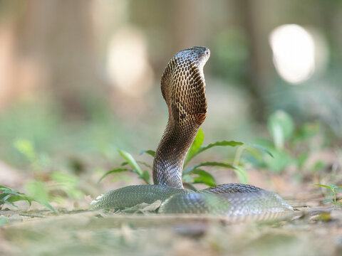 Naja kaouthia or monocled cobra deadly serpent living on a dry leaf in the forestin nature