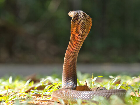 Naja kaouthia or monocled cobra deadly serpent living on a dry leaf in the forestin nature