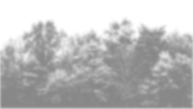 Silhouette shadow of trees and foliage overlay on a transparent background