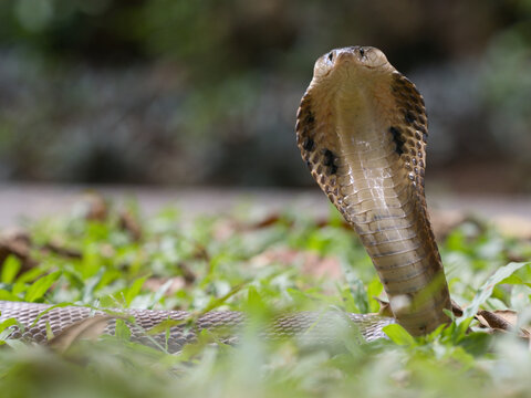 Naja kaouthia or monocled cobra deadly serpent living on a dry leaf in the forestin nature