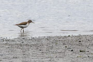 Obraz premium Common sandpiper walking on the mudflats