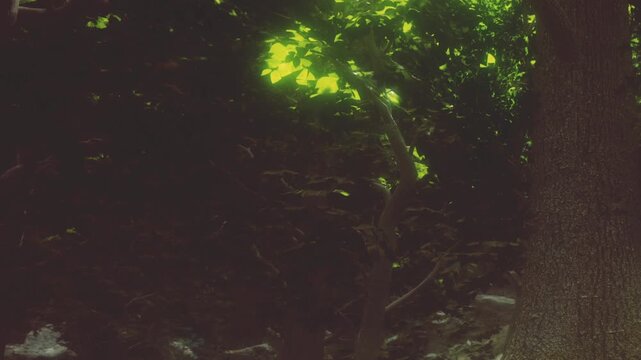Sunlight filters through the trees in a forest. Green leaves stand out against the darker bark. The setting is peaceful and natural with a lot of foliage around.