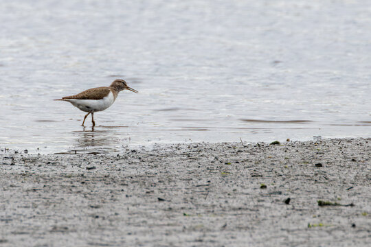 Common sandpiper walking on the mudflats