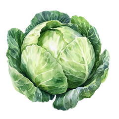 Fototapeta premium Watercolor drawing of Cabbage, on clean white background