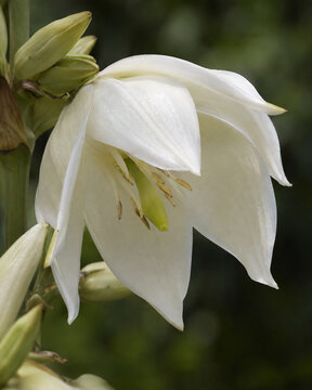 White yucca flower and buds in detailed botanical close up
