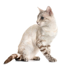 bengal kitten in studio © cynoclub