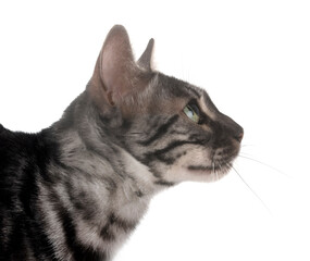 bengal kitten in studio © cynoclub