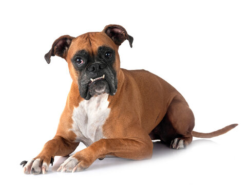 boxer in studio