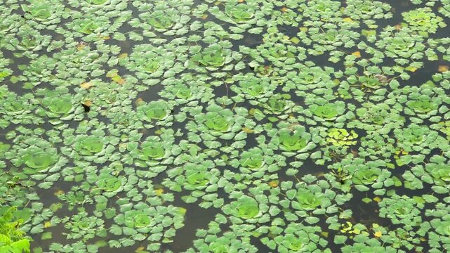 Dense growth of water chestnut plants with floating green leaf rosettes covering the surface of freshwater.