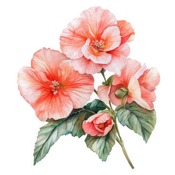 Watercolor clipart of Begonia Bouquet, isolated on white background