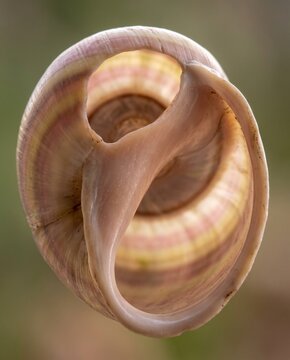 Interior view of an empty snail shell aperture revealing the central columella