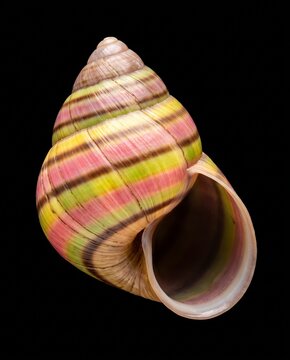 Isolated Liguus virgineus tree snail shell displaying spiraling color bands