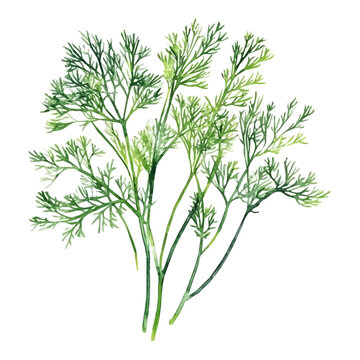Dill, watercolor clipart isolated on white background