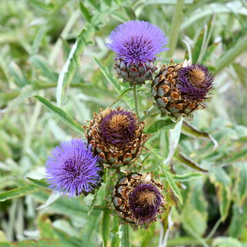 artichaut en fleur