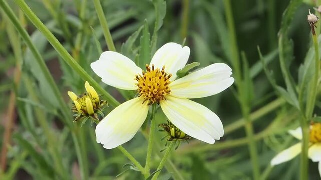 Bidens aurea 'Hannay's Lemon Drop' a summer autumn fall flowering plant with a yellow summertime flower also known as Boleus, 'Lemon Queen', gardening stock video footage clip