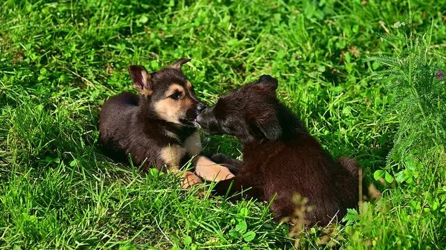 Two small puppies playing in green grass