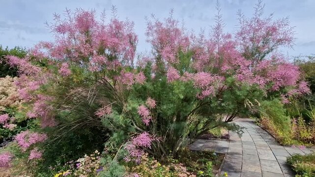 Tamarix ramosissima 'Pink Cascade' a summer autumn fall flowering deciduous shrub plant with a small pink summertime flowers also known as tamarisk, gardening stock video footage clip