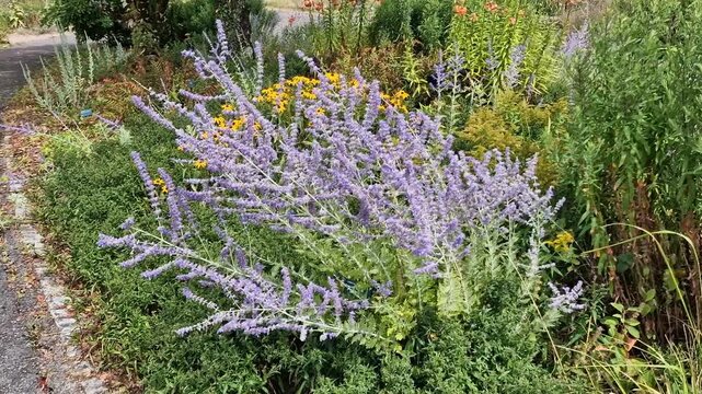 Perovskia 'Blue Spire' a late summer flowering plant with a blue purple summertime flower in July and August and commonly known as Russian Sage, gardening stock video footage clip