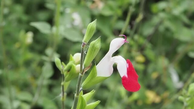 Salvia x jamensis 'Hot Lips' a summer autumn fall flowering plant with a red white summertime flower commonly known as sage, gardening stock video footage clip