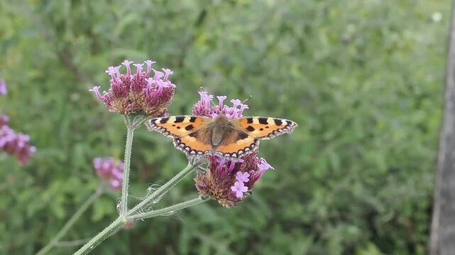 Small tortoiseshell butterfly (Aglais urticae) feeding on verbena bonariensis flowers, for a nature and wildlife documentary, butterflies stock video footage clip