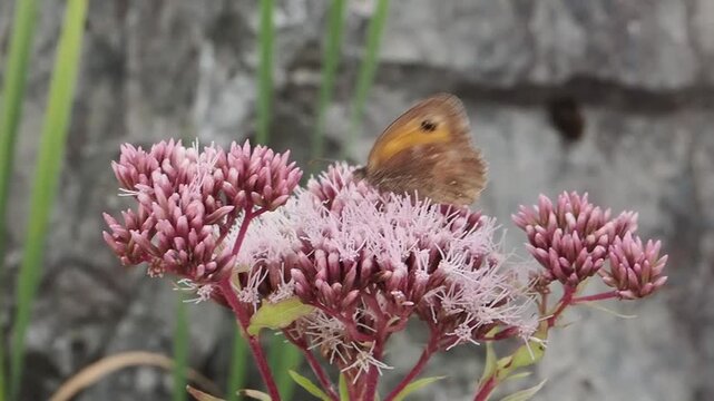 Gatekeeper butterfly (Pyronia tithonus) also known as Hedge Brown with its wings closed, which is found flying in spring and summer, macro nature of butterflies stock video footage clip