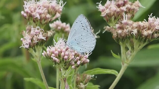 Holly Blue butterfly Celastrina argiolus with its underwings closed, which is found flying in spring and summer, macro nature of butterflies stock video footage clip