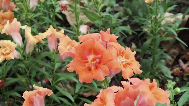 Antirrhinum majus 'Sweet Duet Peach' a summer autumn fall flowering plant with an orange  double summertime flower commonly known as snapdragon, gardening stock video footage clip
