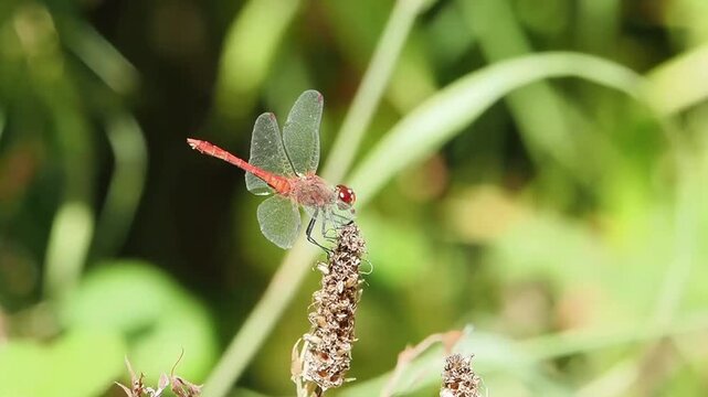 Common Darter dragonfly (Sympetrum striolatum) flying and returning to perch, dragonflies and insect wildlife nature stock video footage clip