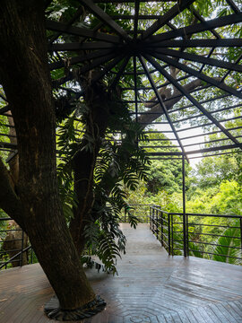 Wooden Canopy Walkway and Pavilion in Forest