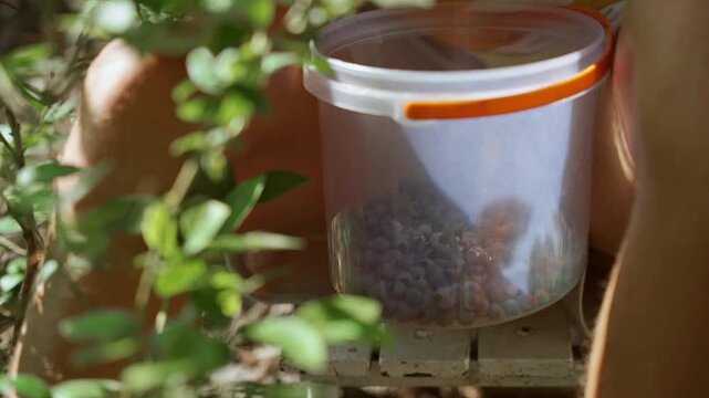 Young man harvesting blueberries into a plastic bucket 4K footage