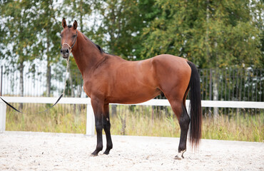 Obraz premium beautiful young bay stallion of sportive TRakehner breed posing at outdoor manege at cloudy day.