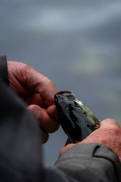 Close up of fisherman hands unhooking caught trout fish outdoors