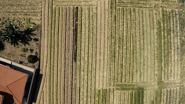"Vista a&eacute;rea de estufas agr&iacute;colas e planta&ccedil;&atilde;o de hortali&ccedil;as"