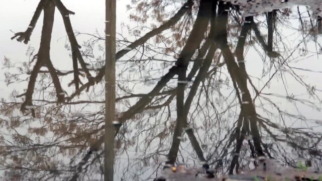 Flooded Street Reflection Of Bare Tree Branches In Puddle Water