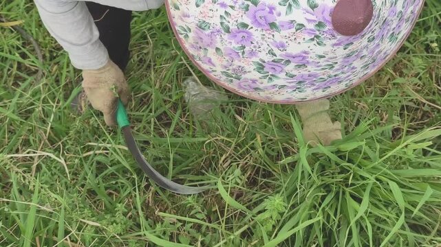 Close-up of a local worker wearing a floral conical hat using a sickle to harvest and gather green grass in a field