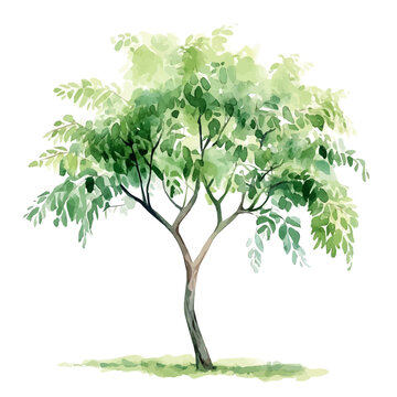 Watercolor drawing of Moringa Tree, on clean white background