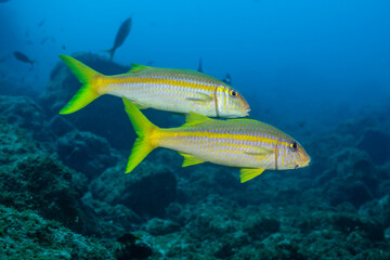 Fototapeta premium Mexican goatfish swimming near Socorro Island in Revillagigedo Archipelago