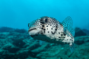 Fototapeta premium Spot-fin porcupinefish swims near Socorro Island in Mexico