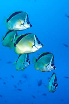 Blacknosed butterflyfish swim near Socorro, Revillagigedo