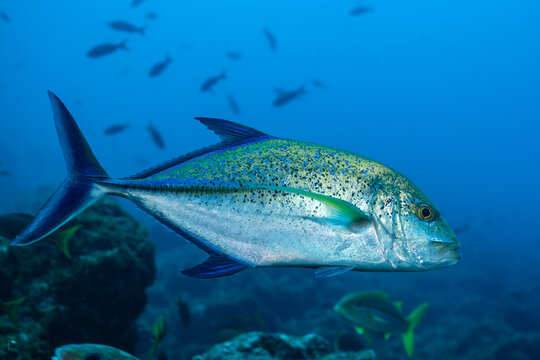 Close view of bluefin trevally at Socorro Island in Mexico
