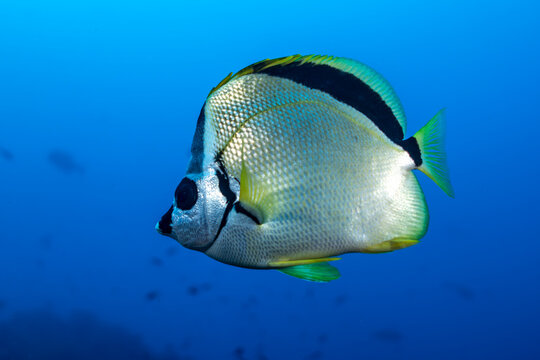 Blacknosed butterflyfish swims in clear waters of Socorro Island
